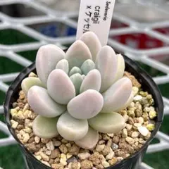 1.様 リクエスト 5点 まとめ商品