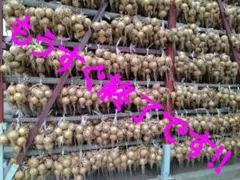 淡路島小屋吊り玉ねぎ5kg農家直送南あわじのサムネイル