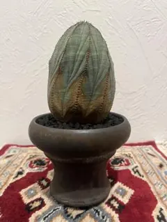 2025年最新】オベサ 木質化の人気アイテム - メルカリ