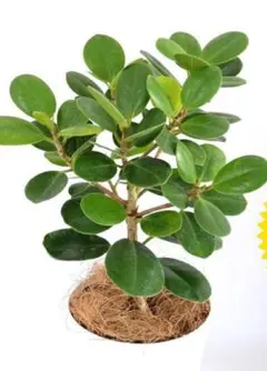 2026年最新】パンダガジュマルの人気アイテム - メルカリ