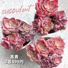 ✨New!!✨ 多肉植物 【高貴3苗】プラグ苗 レア種