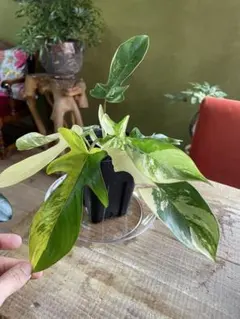 2026年最新】フィロデンドロンフロリダビューティーの人気アイテム