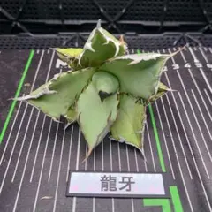 マリパパ様 リクエスト 3点 まとめ商品