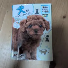 Item thumbnail for item 2e53b1d9-765e-4f0a-9309-cf5ba2766e59