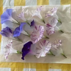 乾燥朝顔花材12個セット