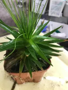 2025年最新】ホシクサspの人気アイテム - メルカリ