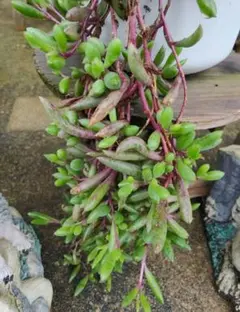 多肉植物☆ルビーネックレス