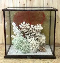 天然珊瑚 ガラスケース付き 大型ディスプレイオブジェ 標本インテリア 約41cm 天然珊瑚 ガラスケース付き 大型ディスプレイオブジェ 標本インテリア