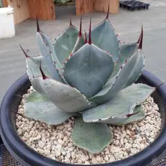 Dragon eight (Agave hybrid) ドラゴンエイト - メルカリ