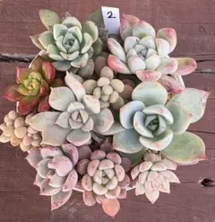 2025年最新】多肉植物ギルバの薔薇の人気アイテム - メルカリ