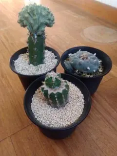 2025年最新】菊水 サボテンの人気アイテム - メルカリ