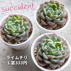 あぎゃぴか様 リクエスト 2点 まとめ商品