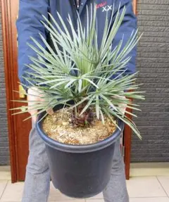 【セール】チャメロプス・フミリス・セリフェラ ① / ヤシ 希少 レア 大株 セール】チャメロプス・フミリス・セリフェラ ① / ヤシ 希少 レア 大