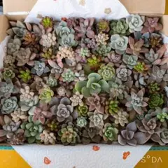 多肉植物　寄せ植えセット♪