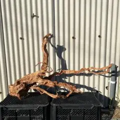 2025年最新】RAKYPETの蔦流木の人気アイテム - メルカリ