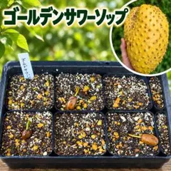 2026年最新】苗木・植木 果樹の人気アイテム - メルカリ