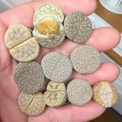 2025年最新】リトープスの人気アイテム - メルカリ