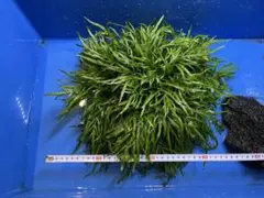 2026年最新】ミクロソリウムの人気アイテム - メルカリ