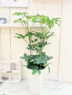 【ノリノリ様 専用】リクエスト 2点 まとめ商品