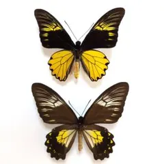 2026年最新】蝶 標本 レアの人気アイテム - メルカリ