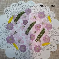 押し花素材　✳️ヒガン桜　押し立てホヤホヤ(*˘︶˘*).。.:*♡④