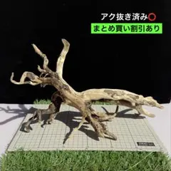 【アク抜き済み】C18 天然流木　アクアリウム、爬虫類