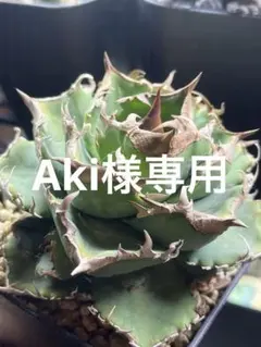 2025年最新】清櫻の人気アイテム - メルカリ