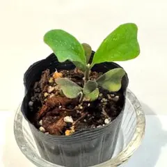 ポットごと　即購入可　ホヤ 　マニプレンシス　葉っぱが可愛い　とても丈夫ですのサムネイル