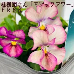 2025年最新】マジックアワー パンジーの人気アイテム - メルカリ