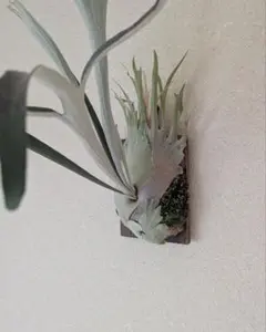 2026年最新】ベイチーワイルド胞子の人気アイテム - メルカリ