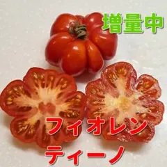 コウゾ様 リクエスト 2点 まとめ商品