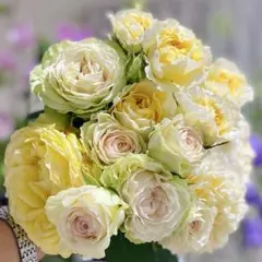 Micky様専用」 切り花品種バラ苗 レアバラ - メルカリ