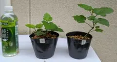 ウルトララズベリー 苗　2ポット分　⑤　　木苺苗