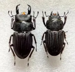 アフリカ産 糞虫標本 2匹 糞虫 昆虫標本 - メルカリ