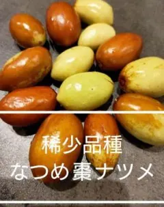 2026年最新】ナツメ 苗木の人気アイテム - メルカリ
