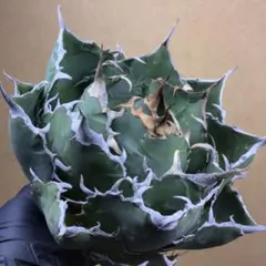 2025年最新】アガベ 白鯨 大株の人気アイテム - メルカリ