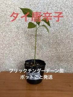 タイ唐辛子苗 1苗 プリックチンダーデーン ポットごと発送のサムネイル