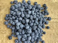 信州産 朝摘みブルーベリー【600g】のサムネイル