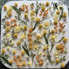 No,899 特小小花ミックス　ドライフラワー花材