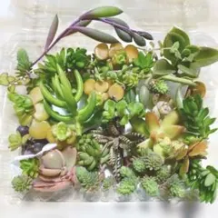 多肉植物 セダム おまかせ15種類カット