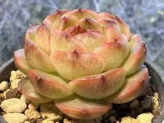ミ*マ様 5904 4020 4015 三株セット　エケベリア　多肉植物