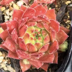 多肉植物 センペルビウム オレンジディップ No.25【青】 - メルカリ