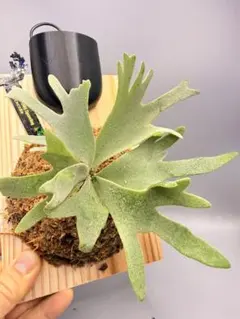 2026年最新】P.willinckii omgの人気アイテム - メルカリ