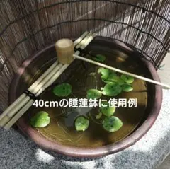 大根付け トロトロ飴色 日本ホンシュウ鹿角材質 書N25 - メルカリ