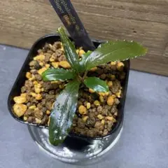 2026年最新】bucephalandra sp blueの人気アイテム - メルカリ