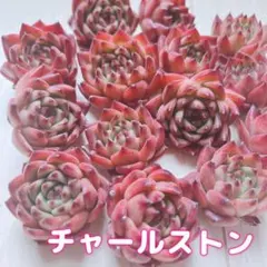 多肉植物 中国苗 チャールストン