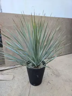 2026年最新】ロストラータ ユッカの人気アイテム - メルカリ