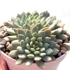 3号鉢 ちょこん札付きポットごとメルカリ便おらいさん苗ミックスベリア m40432984748_1.jpg?1710482479