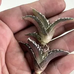 2026年最新】アガベ sad 錦の人気アイテム - メルカリ