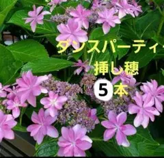 紫陽花 ダンスパーティ 挿し穂5本 メルカリ便発送‼️ - メルカリ